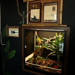 Tropikariet - Africa (scorpion terrarium)