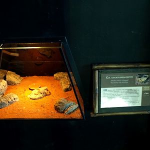 Tropikariet - Africa (scorpion terrarium)