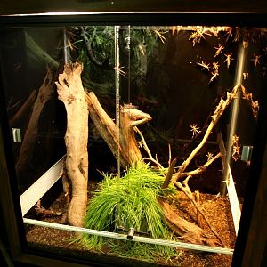 Tropikariet - Africa (locust terrarium)