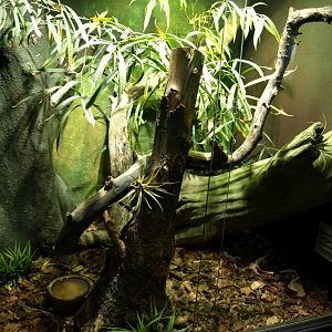 Tropikariet - Africa (gaboon viper terrarium)