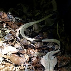 Tropikariet - Gaboon viper
