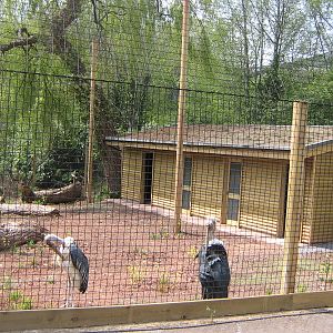 New Marabou Stork house May 2010