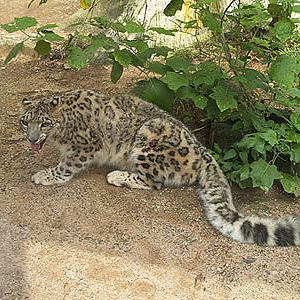 Snow Leopard in Cat Complex
