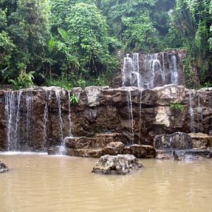 Tiger Exhibit Area: Cat's Complex