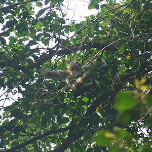 White-handed Gibbon, Khaoyai National Park