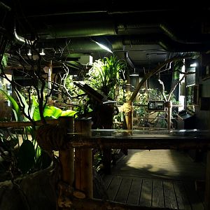 Tropikariet - South America