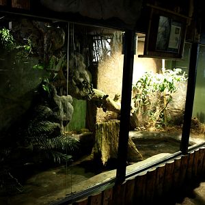 Tropikariet - South America (anaconda)