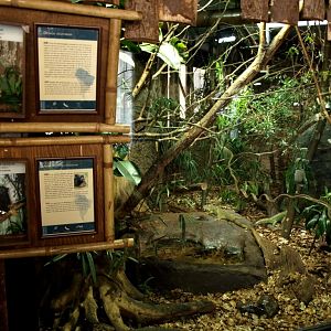 Tropikariet - South America (golden-handed tamarin)