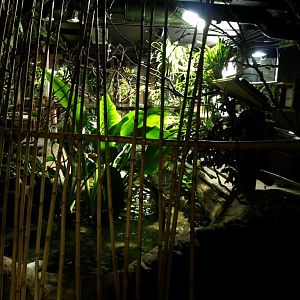 Tropikariet - South America