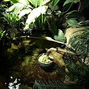 Tropikariet - South America