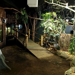 Tropikariet - South America