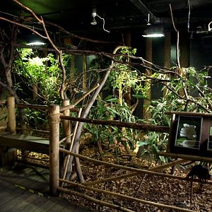 Tropikariet - South America