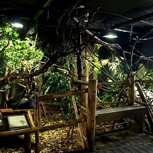 Tropikariet - South America