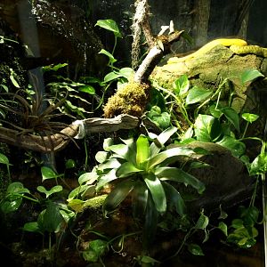 Tropikariet - South America (pitviper terrarium)