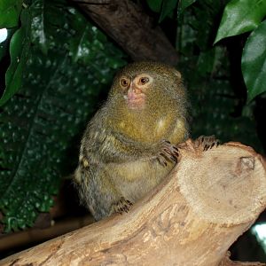 Tropikariet - Pygmy marmoset