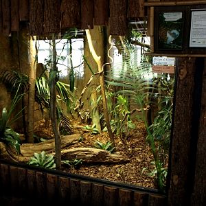Tropikariet - South America (cotton-top tamarins)