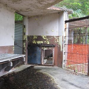 Inside Big Cat Cages