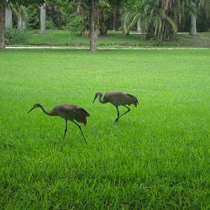 Sandhill Cranes