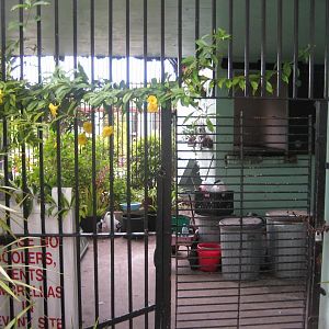 Bear or Hyeana Cage ?