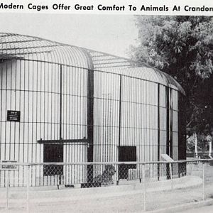 Jaguar cage