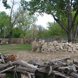 African Plains - Giraffe Exhibit