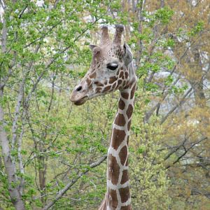 African Plains - Reticulated Giraffe