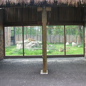 African Plains - Lion Viewing