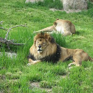 African Plains - Lion