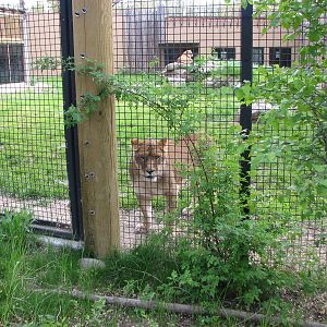 African Plains - Lion