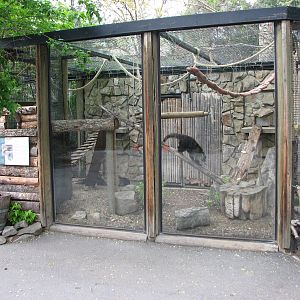 White-Nosed Coati Exhibit