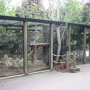 Bobcat Exhibit