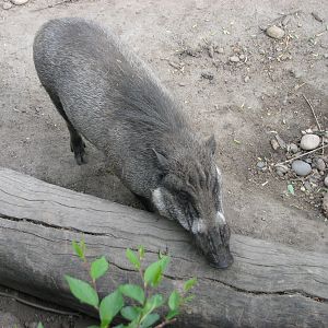 Visayan Warty Pig