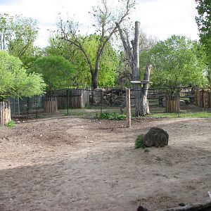 Grevy's Zebra Exhibit