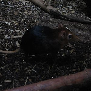 Black-and-Rufous Giant Sengi