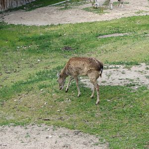 Mandarin Sika Deer