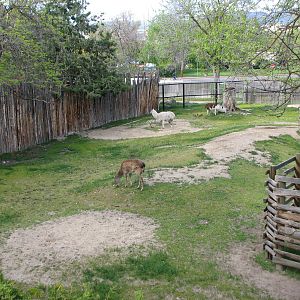 Llama and Mandarin Sika Deer Exhibit
