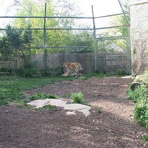 Amur Tiger Exhibit