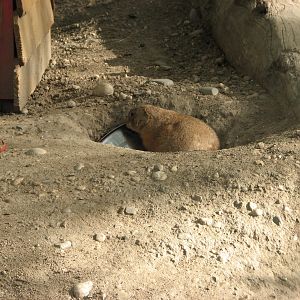 Black-Tailed Prairie Dog
