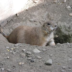 Black-Tailed Prairie Dog