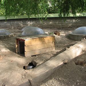 Black-Tailed Prairie Dog Exhibit