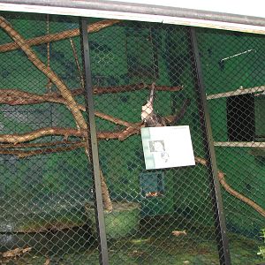 Primate House - White-Throated Capuchin Monkey