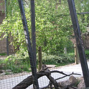 Wallaby Walkabout Under Construction