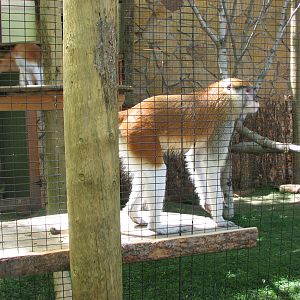 Primate House - Patas Monkey