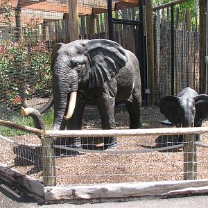 African Plains - Elephant Statues