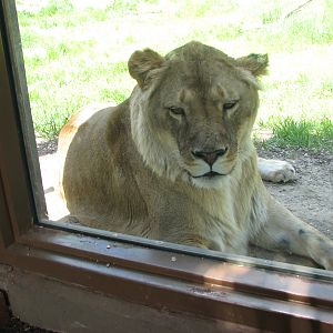 African Plains - Lion