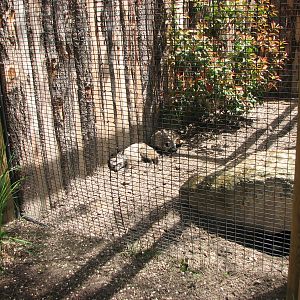 African Plains - Bat-Eared Fox