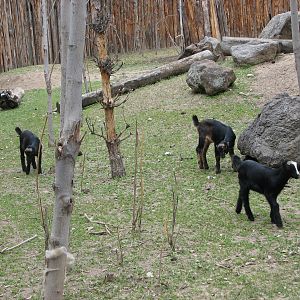 Zoo Farm - Baby Goats