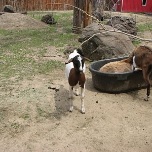 Zoo Farm - Goats