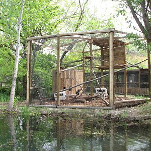 African Plains - Black Mangabey Exhibit