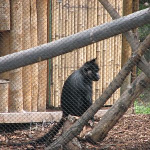 African Plains - Black Mangabey